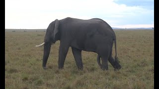 Elephant with 5 legs in Masai mara. IS THAT FOR REAL #shorts