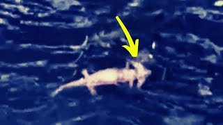 5 Unknown Creatures Seem From Another World Caught On Camera