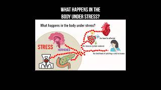 What happens in the body under stress? #stress #immunity #hormones #psychology