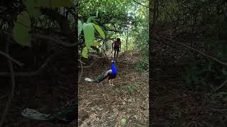 My Village jungle peacock 🦚 attack catching jungle VFX funny 😱#shorts_ #animals #wildanimalslife