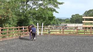 AYLESLAND MERLIN THE MANE SHOW  AUG 2021