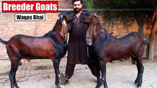 Giant Nagra Breeder Goats Of Waqas Bhai Lahore 2024 | Bakra Mandi