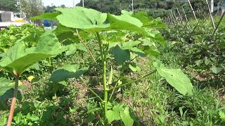 【自然農】2023年7月23日 生姜栽培で今大切なこと・ツル性の宿根草が大変！【natural farming】