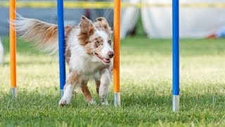 Vicky, agility competition KD Ilirija 29.06.2013