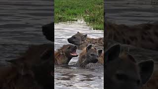 Hyena Fight #africa #naturevibes #animal #hyena #family