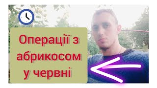 Плануємо врожай АБРИКОСА наступного року вже у травні. ЗРОБІТЬ І ПЕРЕКОНАЙТЕСЯ!