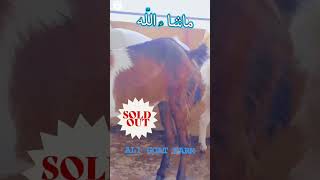 ALHAMDULILLAH SOLD BY ALI GOAT FARM