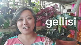 Gilliessii Or gellisi. Whatever!   CARE TIPS! #gilliessii #gellisi #succulents #caretips