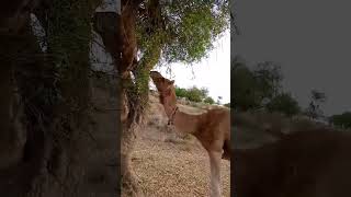 #camel #beautiful #video #viral