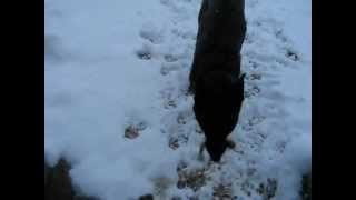 BONZO IN THE GARDEN IN THE SNOW - 20/1/13