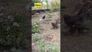 #chickens Hens rest in the garden #всебудеукраїна , 12.10.24