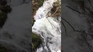 River Water Flowing Down In A Narrow Creek | True Nature |