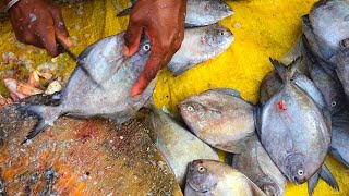 Village Fisherman Amazing Black Pomfret Fish Cutting With Knife At Fish Market Of Bangladesh