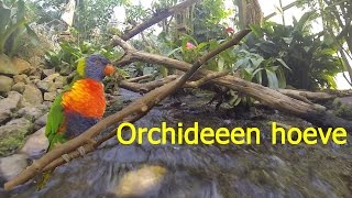 De Orchideeën Hoeve | Pantropica - Luttelgeest