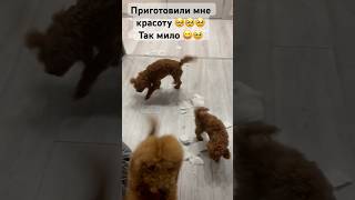 Малыши устали сидеть дома, пока на улице дождь, зева лучшая игрушка #собаки #мальтипу #пудель #cat