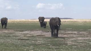 Elephant family within a few meters! :)