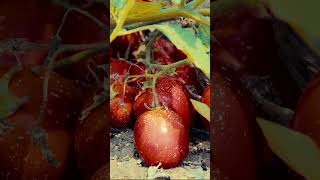 Azienda Agricola Izzo Francesco & Figli - Raccolta del pomodoro