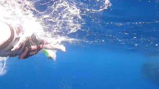 WHALE SHARKS SEASON 2022 CANCUN-ISLA MUJERES