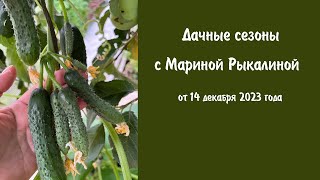 Дачные сезоны с Мариной Рыкалиной от 14 декабря 2023 года