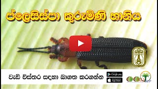 ප්ලෙසිස්පා කුරුමිණි හානිය