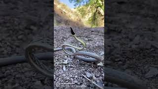 WILD Brown Vine Snake!