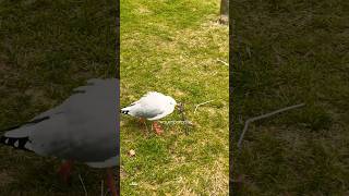 Someone got a big problem! 😂 #shorts #birdwatching #seagulls #birding #newzealand