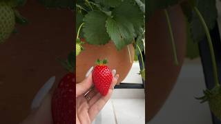 Cultivo🍓100% orgánico HERMOSA FRESA🍓