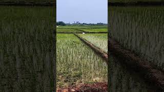 #farming #farmlife #farmland #rice #shortsvideo #shortsvideo #shortsfeed #shortsviral #shorts