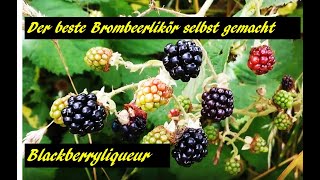 Den besten Brombeerlikör selber machen - Best self made Blackberry liqueur ....