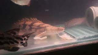 Big endlicheri bichir feeding