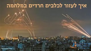 איך לעזור לכלבים שלנו בזמן במלחמה