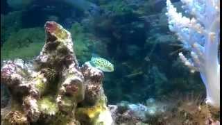 Green spotted puffers (Dichotomyctere nigroviridis) in full marine conditions (2)