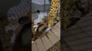 Hamster eats Cracker