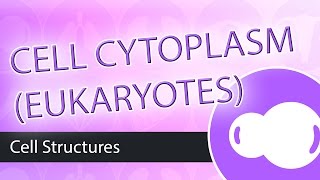 Eukaryotic Cells  The Cytoplasm