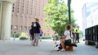 Panhandling Busts