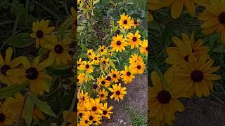 Rudbeckia Plant(hirta) #black-eyedsusan #rudbeckia #short #plant #garden #flowers #nature #λουλούδια