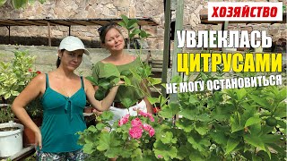 Увлеклась цитрусами, не могу остановиться