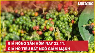 Giá nông sản hôm nay 22.11: Giá hồ tiêu bất ngờ giảm mạnh | Báo Lao Động