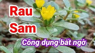 Công dụng bất ngờ của cây rau Sam (rau trường thọ) đối với sức khỏe| Hằng Lê HG85