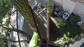 Tree trimming #treetrimming #gardening #construction  HOUSTON,TEXAS