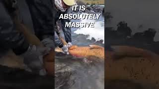 Giant salmon caught in river! #fishing #nature #amazing