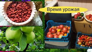 Влог дачный, пора заготовок, мысли об закрытии Ютуб...