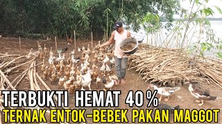 Ternak Bebek dan Entok Dengan Pakan Maggot  Bisa Hemat Pakan 40 %