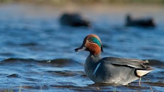 Wetland Birds