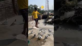 🕊️💪 subscribe kabutar new video #kabutar #trending #video #pigeon #kabootar #shorts #ytshorts