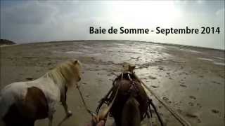 Les poneys en Baie de Somme  - Septembre 2014