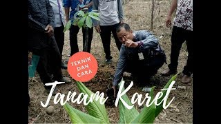 Teknik dan Cara Tanam Bibit Karet -  Techniques and methods for planting rubber seedlings