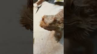 Adorable Bearded Dragon!