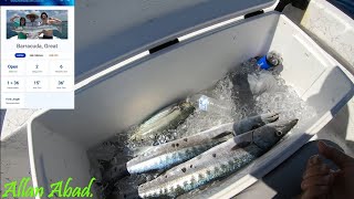 CAPTURA DE BARRACUDAS EN EL GOLFO DE MEXICO\\Allan Abad