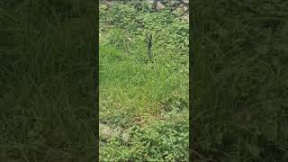 naag nagin | सावन में दिखे नाग और नागिन #shorts #viralvideo #naagin #snake